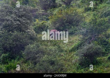 Grüner Wald mit Elefanten, die Elefanten spielen und bekämpfen. Verspielte Elefanten bei Safari. Schöne Landschaft asiatischer Elefanten. Stockfoto