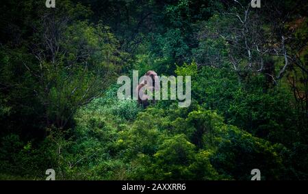 Grüner Wald mit Elefanten, die Elefanten spielen und bekämpfen. Verspielte Elefanten bei Safari. Schöne Landschaft asiatischer Elefanten. Stockfoto