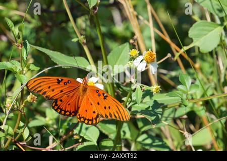 Fritillary Gulf Schmetterling auf Tybee Island, Georgia, USA Stockfoto