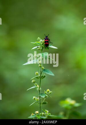 Bugs in Green Background, Chinnar Wildlife Sanctuary ist ein einzigartiges Schutzgebiet in der Regenschattenregion am östlichen Hang von Western Ghats Stockfoto