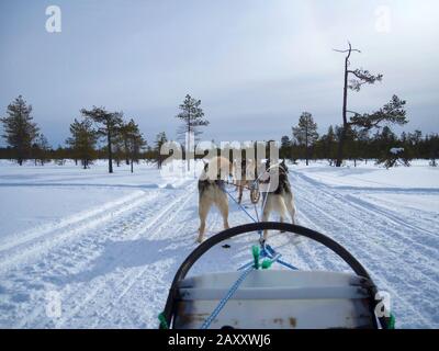 Ansicht der Rückseite des Hunde rodeln auf schneebedeckten Landschaft gegen den klaren Himmel im Wald Stockfoto