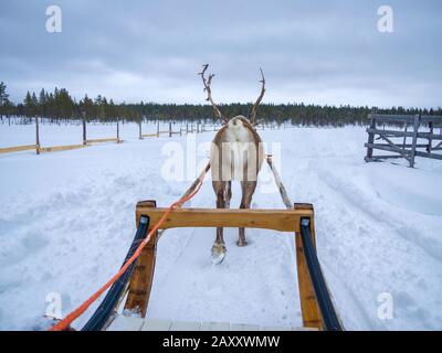 Rückansicht eines Rentierschlittens auf schneebedeckter Landschaft im Wald Stockfoto