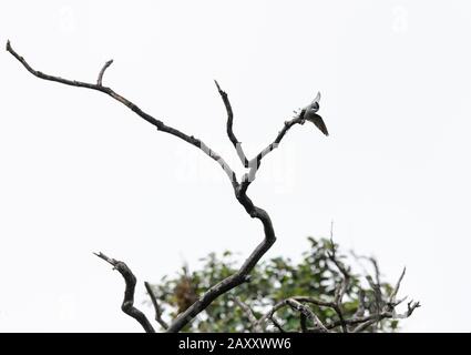 Treeswift, Chinnar Wildlife Sanctuary ist ein einzigartiges Schutzgebiet in der Regenschattenregion am Osthang der Westghats Stockfoto