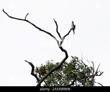 Treeswift, Chinnar Wildlife Sanctuary ist ein einzigartiges Schutzgebiet in der Regenschattenregion am Osthang der Westghats Stockfoto