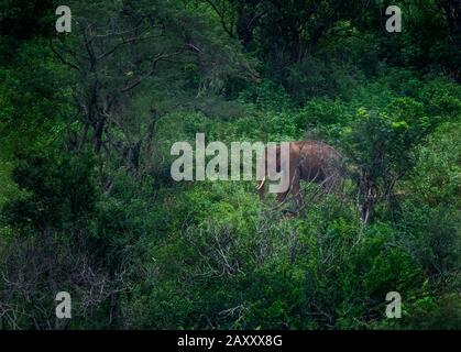 Grüner Wald mit Elefanten, die Elefanten spielen und bekämpfen. Verspielte Elefanten bei Safari. Schöne Landschaft asiatischer Elefanten. Stockfoto