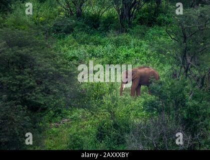 Grüner Wald mit Elefanten, die Elefanten spielen und bekämpfen. Verspielte Elefanten bei Safari. Schöne Landschaft asiatischer Elefanten. Stockfoto