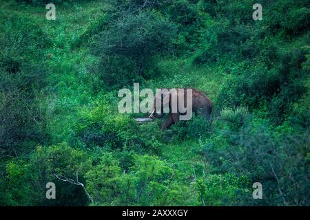 Grüner Wald mit Elefanten, die Elefanten spielen und bekämpfen. Verspielte Elefanten bei Safari. Schöne Landschaft asiatischer Elefanten. Stockfoto