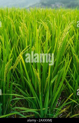 Reis wächst langsam auf den Longji Rice Terraces, im Nordosten des Autonomen Gebiets Guangxi Zhuang Stockfoto