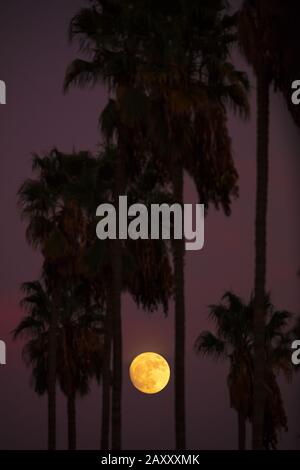 Mondschein unter Palmen Stockfoto