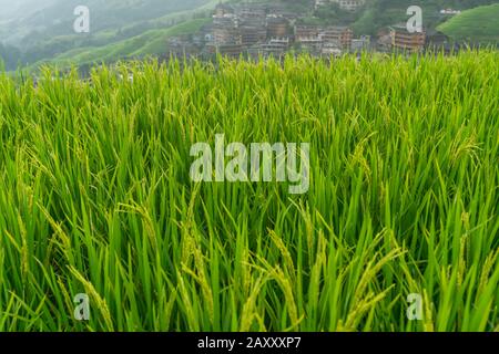 Reis wächst langsam auf den Longji-Reisterrassen, im Nordosten des Autonomen Gebiets Guangxi Zhuang Stockfoto