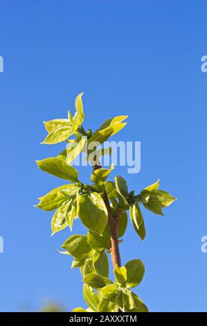 Nahaufnahme eines Zweigs neugeborener Blätter im Frühjahr. Erste Triebe des Persifmonbaums Stockfoto