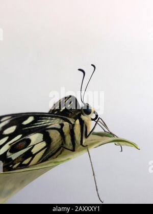 Se Begegnung zwischen einer menschlichen Hand und einem Schmetterling,  Welt ist voller magischer Dinge, im Netz des Lebens sind wir durch Vibration  miteinander verbunden Stockfotografie - Alamy