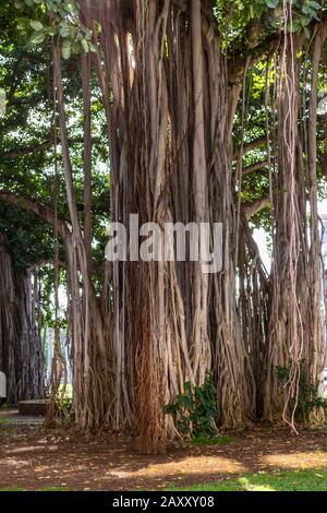 Honolulu Oahu, Hawaii, USA. - 10. Januar 2012: Braune Wurzeln und Stamm von gigantischen Banyan-Bäumen im Park. Grünes Laub und Rasen. Stockfoto