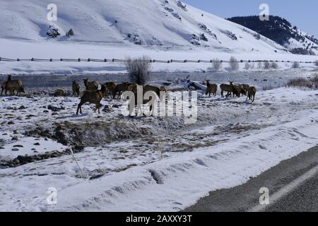 Elk entlang des Salmon River in der Nähe von Stanley, Idaho Stockfoto