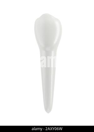 Auf weißem Hintergrund isolierter Kaninenzahn. 3D-Abbildung. Einzelobjekt. Stockfoto