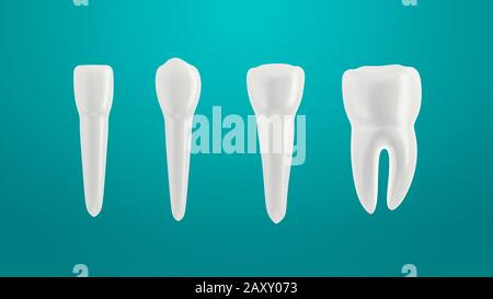 Zähne isoliert auf grünem Hintergrund. In einer Reihe angeordnet. 3D-Abbildung. Inzisor, kaninischer Prämolar und Molar. Stockfoto