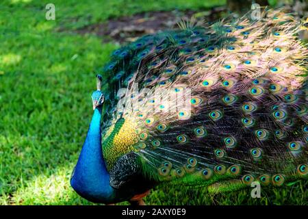 Männlicher indischer Pfau, der in einem Gartenpark sein Gefieders abzeigt. Stockfoto