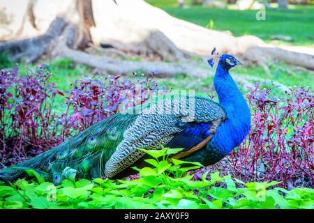 Männliche indische Pfauenwanderung in einem Gartenpark. Stockfoto