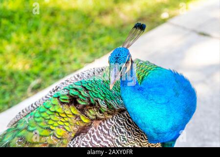 Männliche indische Pfauenwanderung in einem Gartenpark. Stockfoto