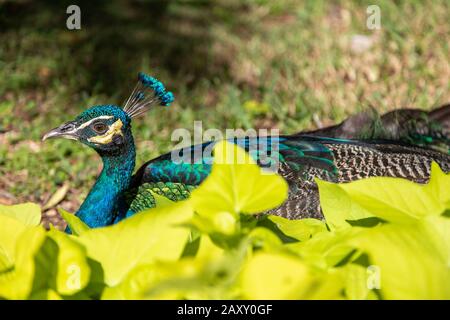 Männliche indische Pfau, die in einem Gartenpark ruht. Stockfoto