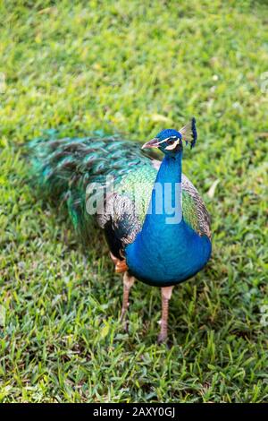 Männliche indische Pfauenwanderung in einem Gartenpark. Stockfoto