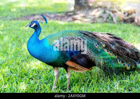 Männliche indische Pfauenwanderung in einem Gartenpark. Stockfoto