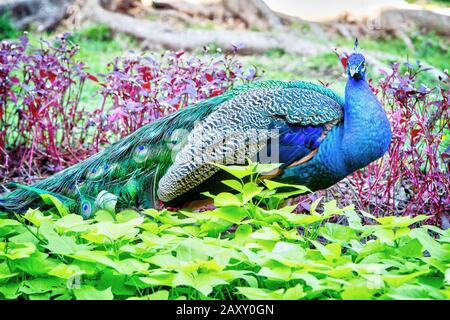 Männliche indische Pfauenwanderung in einem Gartenpark. Stockfoto