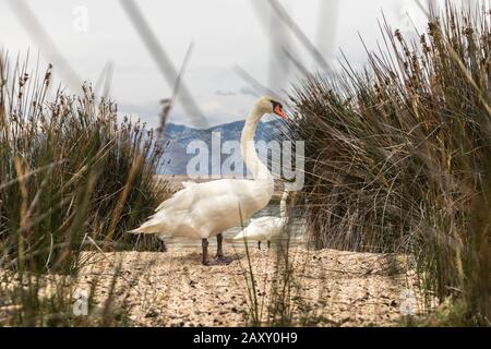 Whooper Schwan in natürlichem Lebensraum. Schwäne sind Vögel der Familie Anatidae innerhalb der Gattung Cygnus Stockfoto