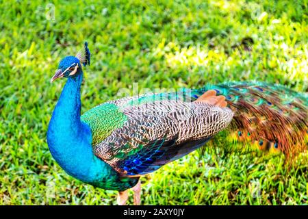 Männliche indische Pfauenwanderung in einem Gartenpark. Stockfoto