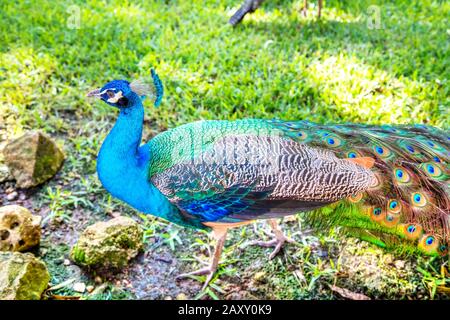 Männliche indische Pfauenwanderung in einem Gartenpark. Stockfoto