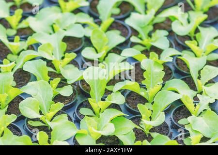 Kopfsalat Hydroponische Farm. Salat Sprossen. Grüne Junge Salat Pflanzen. Salat Sämlinge. Feder Sämlinge. Stockfoto