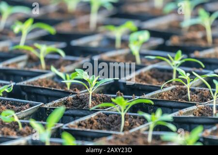 Sprossen Tomate. Eingemachten Tomaten Keimlinge grüne Blätter. Stockfoto