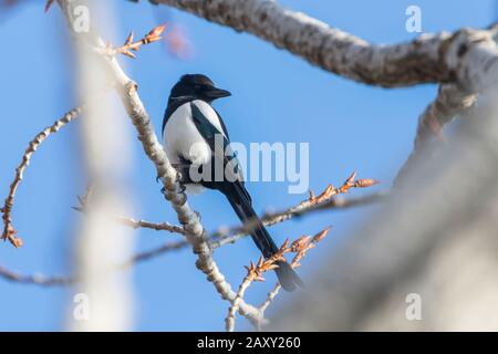 Eurasian magpie auf einem Zweig, gemeinsame Magpie (Pica Pica) Stockfoto