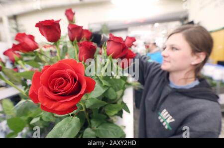 St. Louis, Vereinigte Staaten. Februar 2020. Walter Knoll-Arbeiter Dani Knoll montiert am Donnerstag, 13. Februar 2020, ein Dutzend Rosen für den Valentinstag in St. Louis. Foto von Bill Greenblatt/UPI Credit: UPI/Alamy Live News Stockfoto