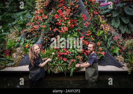 Kew Orchid Festival 2020: Indonesien. Das jährliche Orchideenfest im indonesischen Land sieht über 5.000 bunte Orchideen und tropische Pflanzen. Stockfoto