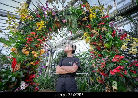 Kew Orchid Festival 2020: Indonesien. Jährliches Orchideenfest im indonesischen Land mit über 5.000 farbenfrohen Orchideen und tropischen Pflanzen. Stockfoto