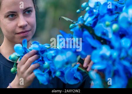 Kew Orchid Festival 2020: Indonesien. Das jährliche Orchideenfest im indonesischen Land sieht über 5.000 bunte Orchideen und tropische Pflanzen. Stockfoto