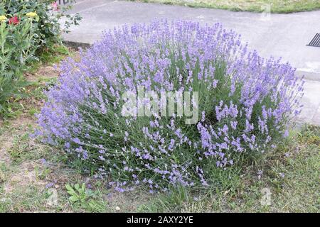 Würzige Kräuter, üppiger violetter Lavendelstrauch Stockfoto