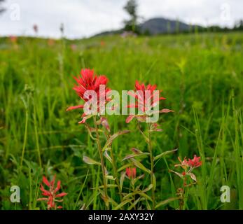 Orangefarbene Paintbrush-Blumen wachsen im Sommerfeld im Vordergrund Stockfoto