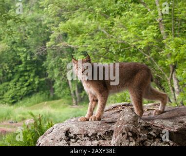 Der Kanadier Lynx steht auf Boulder am Waldrand Stockfoto