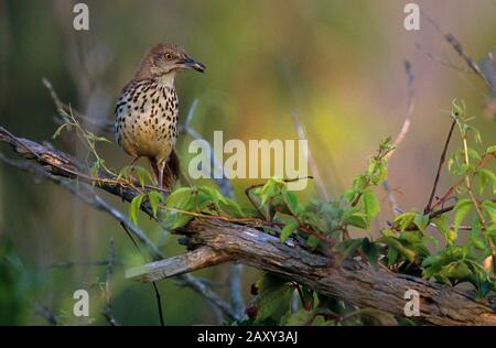 Brauner thrasher mit Insektenbefall in goldenem Frühfrühling Stockfoto