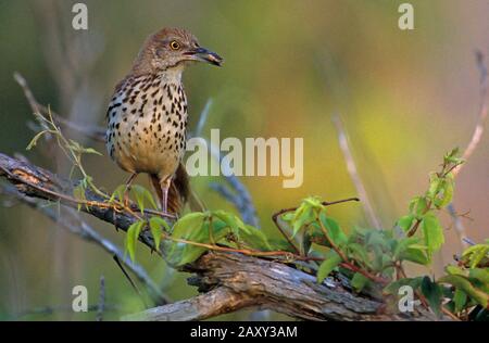 Brauner thrasher mit Insektenbefall in goldenem Frühfrühling Stockfoto