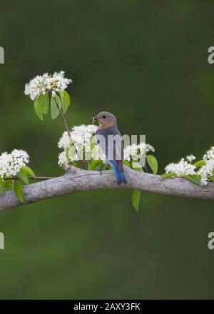 Ostblauchblüte der Weibchen in weißen Blumen Stockfoto