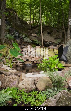 Wasserfall und Teich mit einem ornamentalen Vogel aus schwarzem Metall Skulptur und Kolocasie - Elefantenohrpflanze im Hinterhofgarten in Sommer Stockfoto