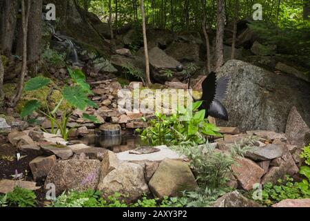 Kaskadierende Wasserfall- und Teichanlage mit einer dekorativen Vogelskulptur aus schwarzem Metall und Colocasia - Elefantenohrpflanze im Garten im Hinterhof im Sommer. Stockfoto