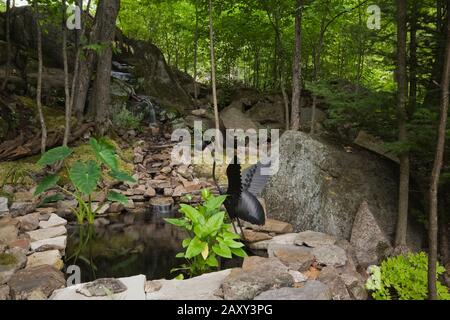 Kaskadierende Wasserfall- und Teichanlage mit einer dekorativen Vogelskulptur aus schwarzem Metall und Colocasia - Elefantenohrpflanze im Garten im Hinterhof im Sommer. Stockfoto