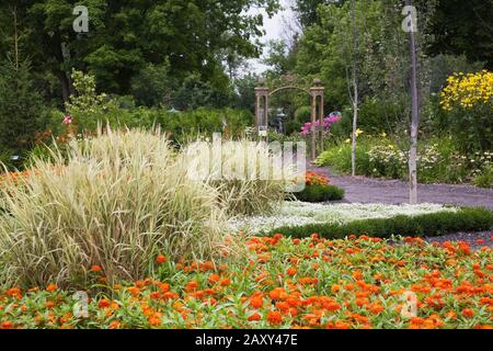 Orange Zinnia 'Double Zahara Fire' Flowers and Phalaris arundinacea - Ribbon Grass Plants in Discovery Garden an der Route des Gerbes d'Angelica, Que. Stockfoto