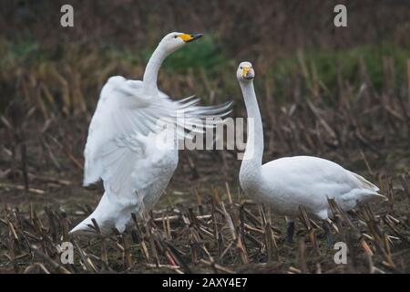 Singschwäne (Cygnus Cygnus), Emsland, Niedersachsen, Deutschland Stockfoto