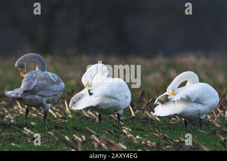 Whooper Schwäne (Cygnus cygnus), reinigen sich selbst, Emsland, Niedersachsen, Deutschland Stockfoto