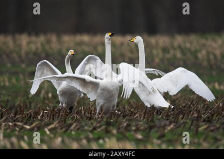 Whooper Schwäne (Cygnus cygnus), stehend mit ausgebreiteten Flügeln auf einem Feld, Emsland, Niedersachsen, Deutschland Stockfoto